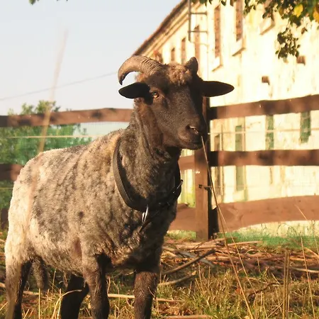 مزرعة للإقامة Dom Pod Sowa *