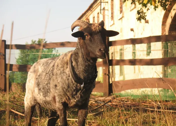 Alojamento de Turismo Rural Dom Pod Sowa *